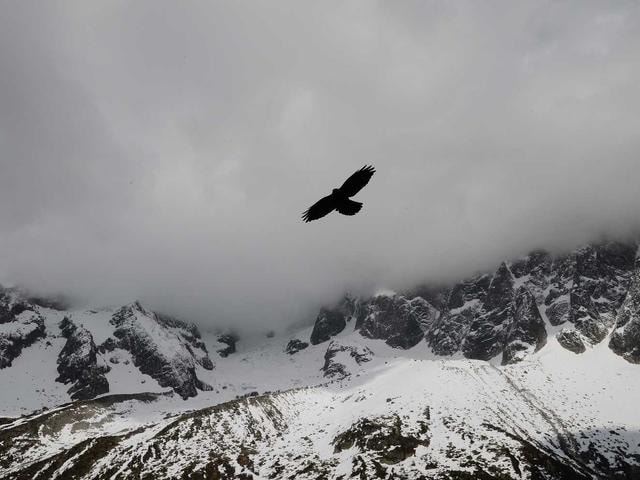 Поставка яиц куриных для кондитерского цеха